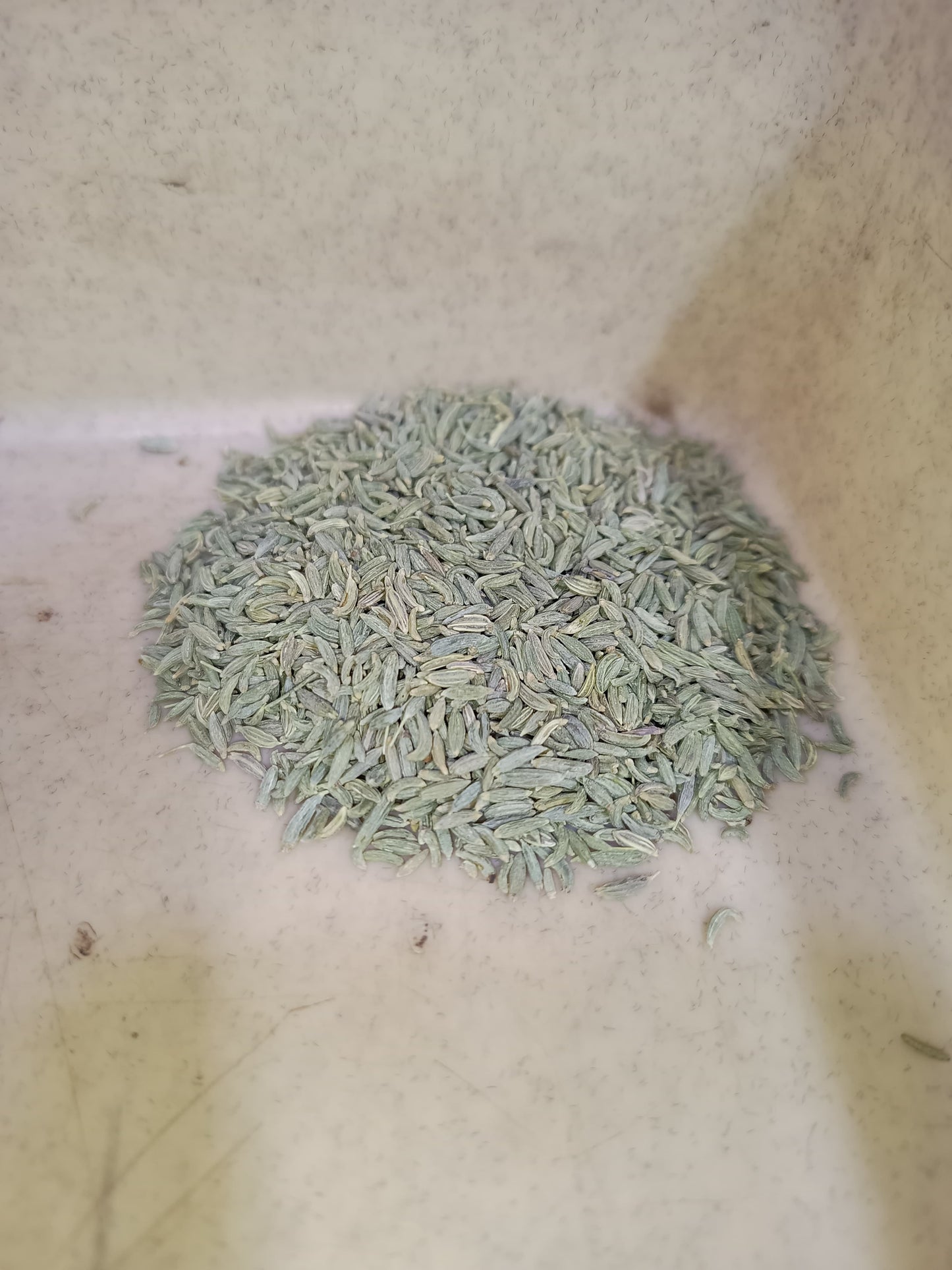 Fennel seeds