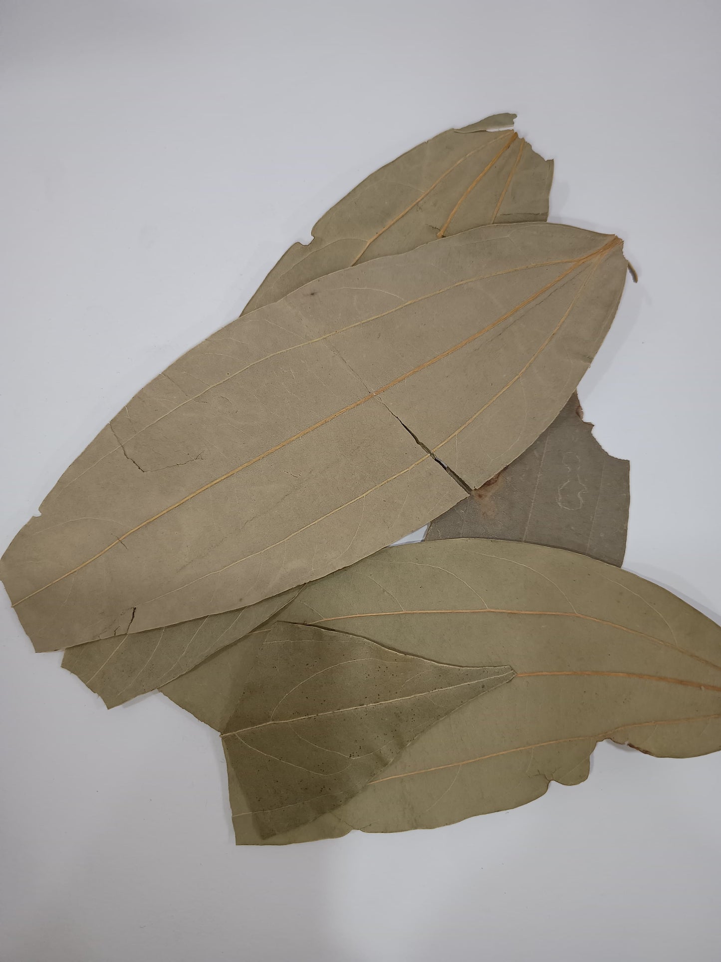 Bay leaf